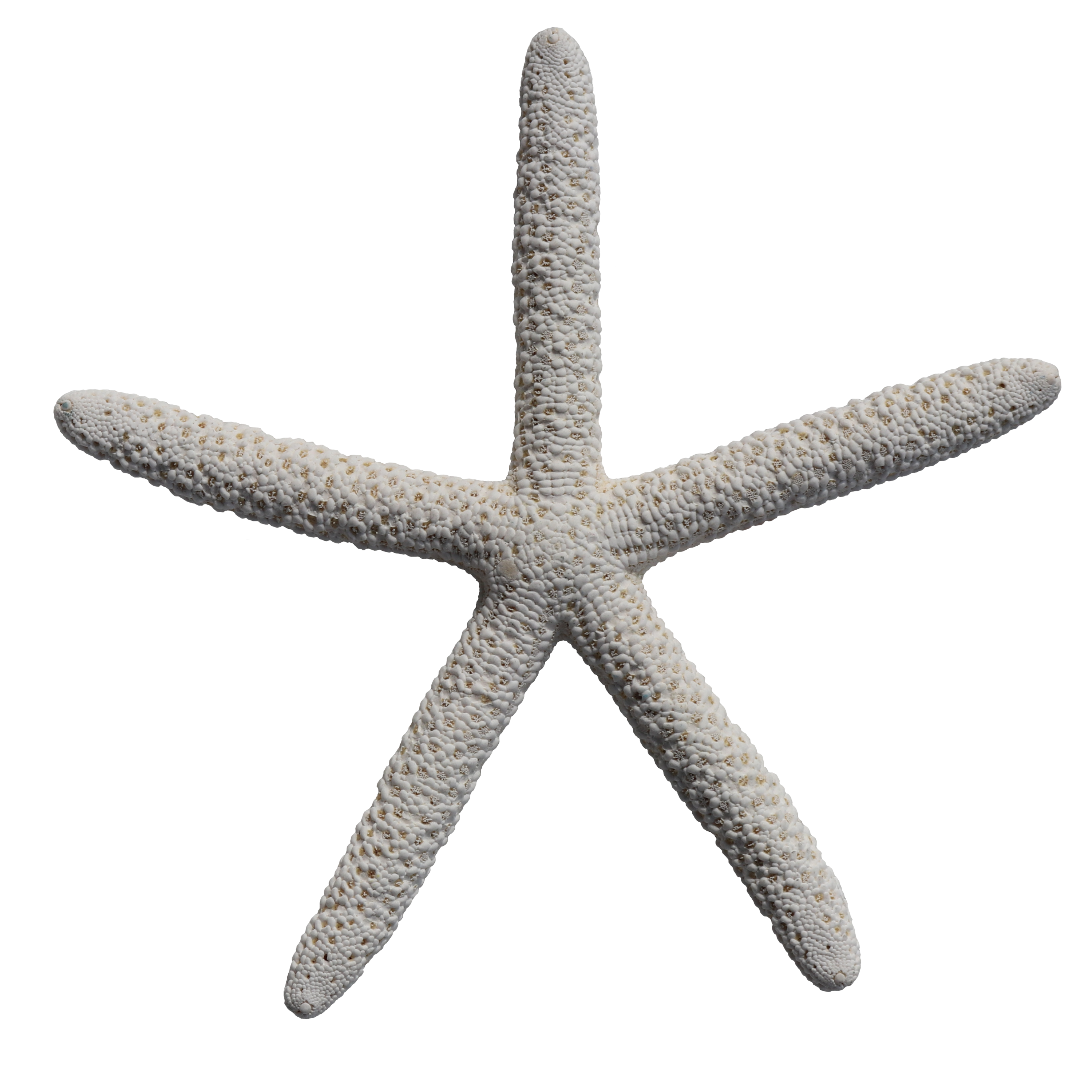 Starfish Top Image